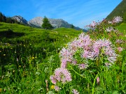09 Thalictrum aquilegifolium  (Pigamo colombino)